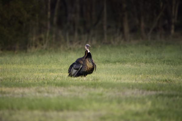 gobbler in field