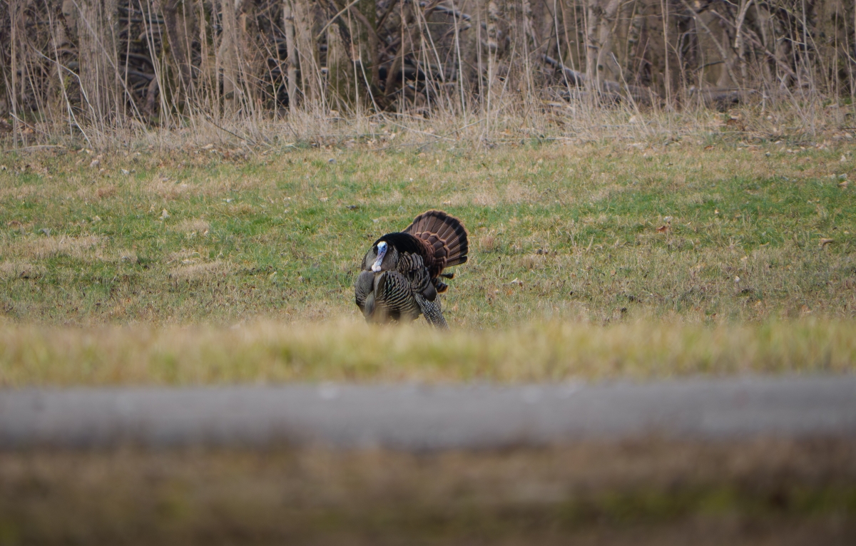 Eastern Strutting in Field