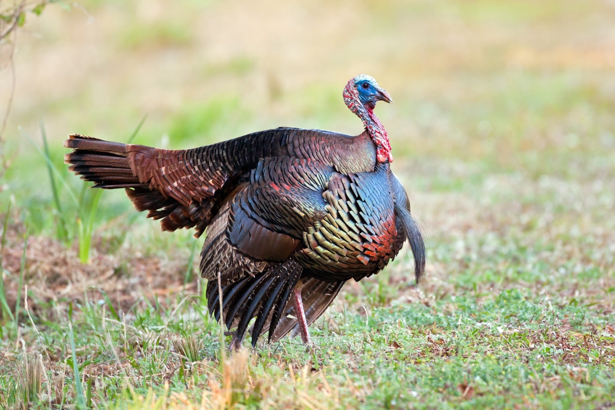 Half Strut Osceola