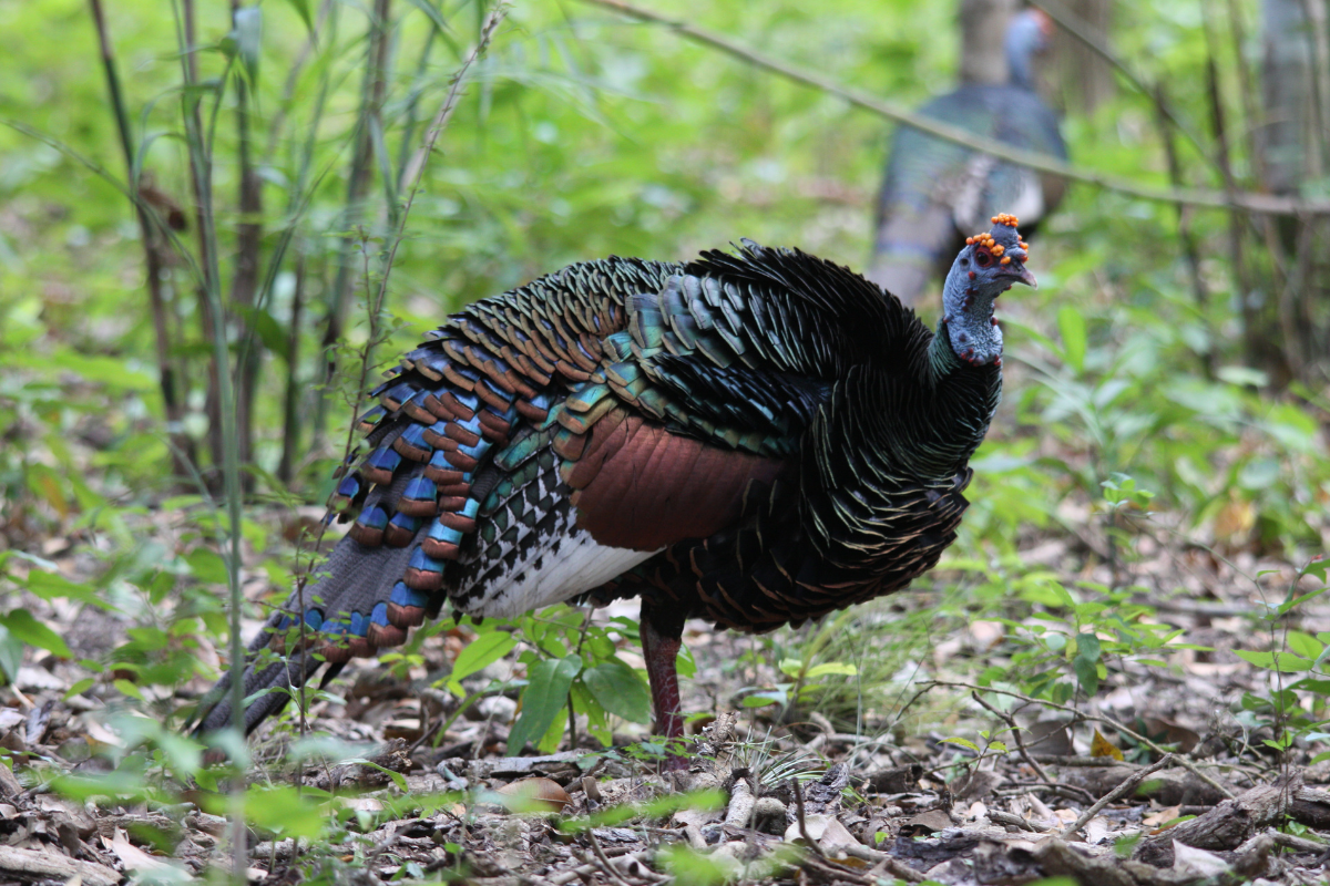 Ocellated Wild Turkey