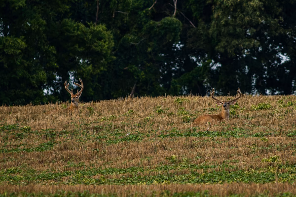 two bucks bedded in beans