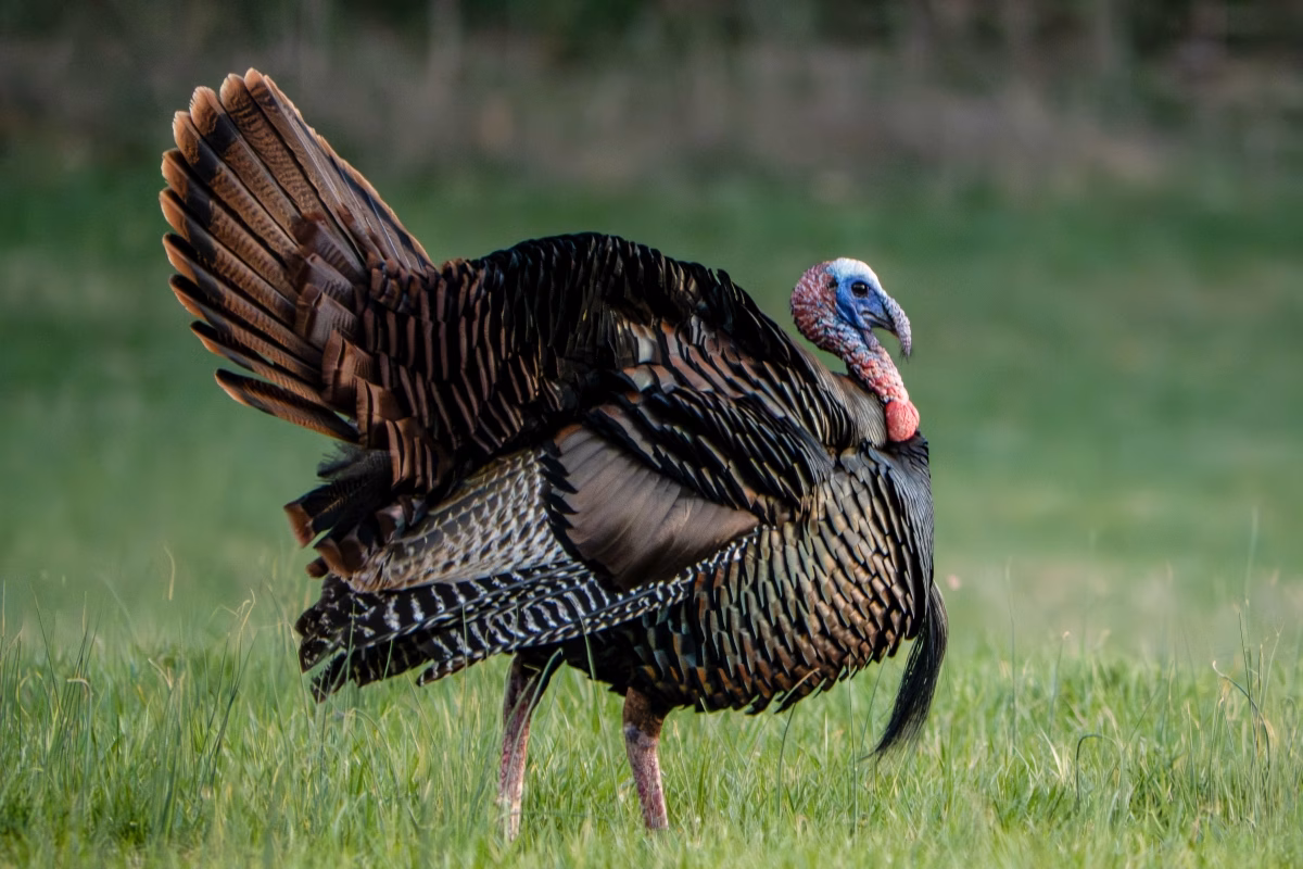 Turkey Slams