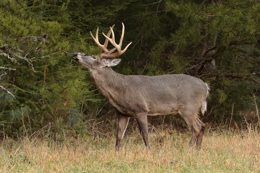 whitetail buck during pre rut