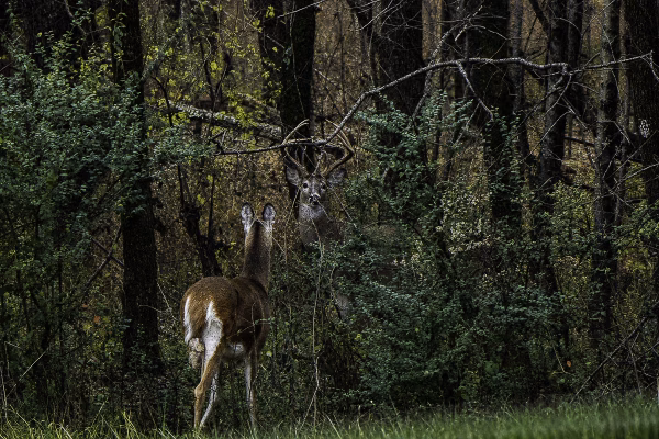 whitetail buck and doe next to the road