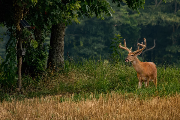 using trail cameras for deer scouting