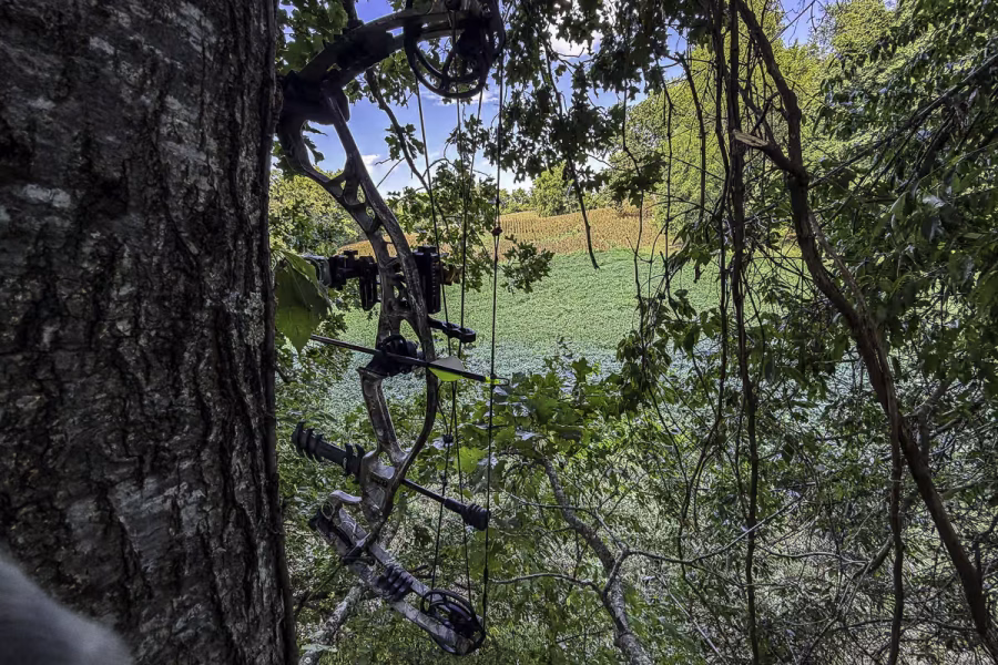 hunting pressured bucks