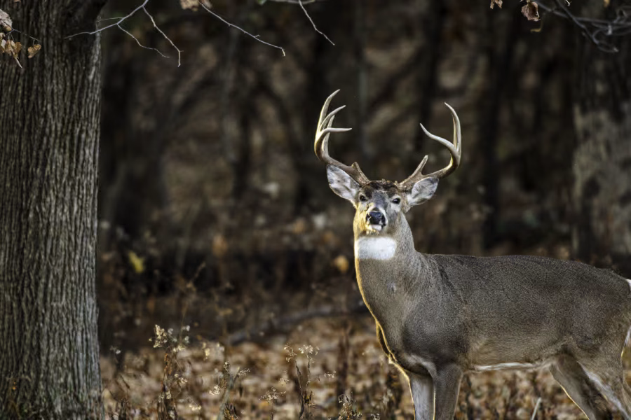 october lull deer hunting