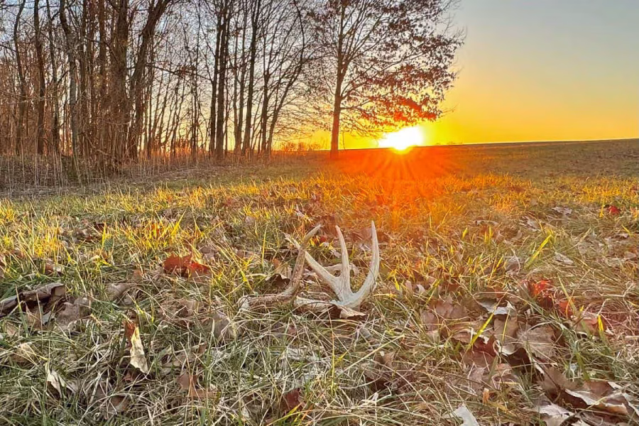 shed hunting 101