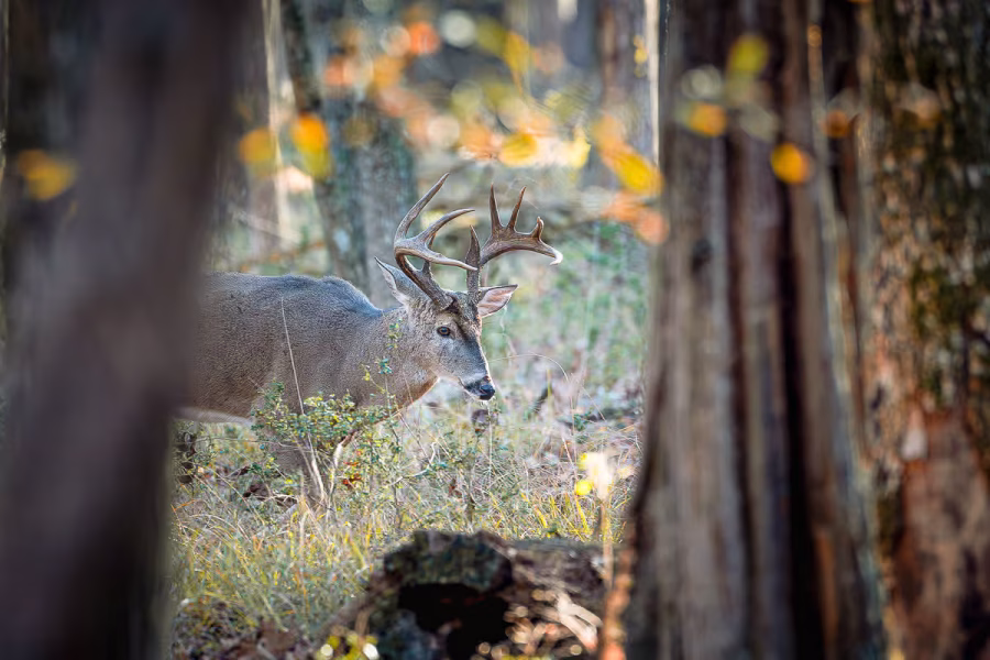 whitetail buck mid morning in timber